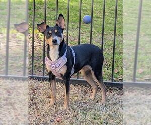 Australian Kelpie-Unknown Mix Dogs for adoption in San Antonio, TX, USA