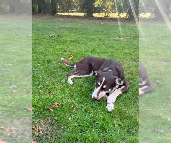 Medium Photo #13 Mutt Puppy For Sale in Woodbury, NY, USA