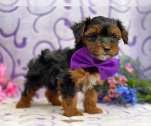 YorkiePoo Puppy for sale in LANCASTER, PA, USA