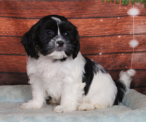 Cava-Tzu Puppy for sale in PENNS CREEK, PA, USA