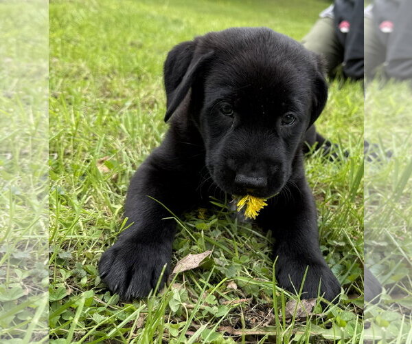 Medium Photo #4 Labrador Retriever-Unknown Mix Puppy For Sale in Stevens Point, WI, USA