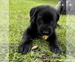 Small #3 Labrador Retriever Mix
