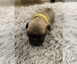 Small Photo #10 Pug Puppy For Sale in SUMTER, SC, USA