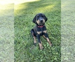 Small Photo #1 Doberman Pinscher Puppy For Sale in FREMONT, IN, USA