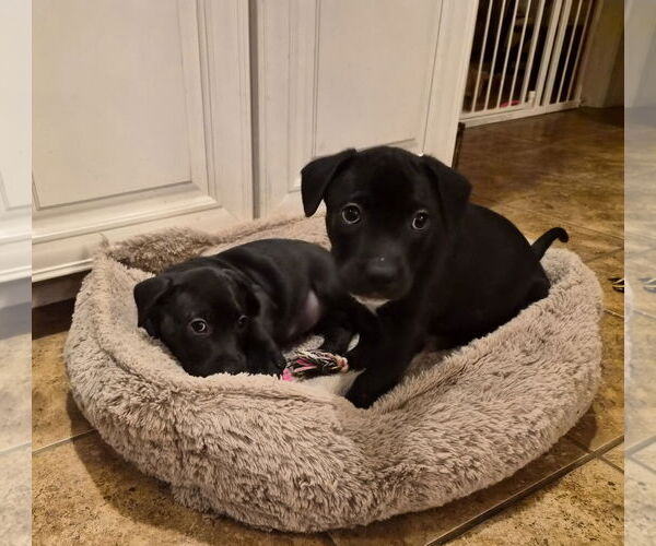 Medium Photo #4 American Pit Bull Terrier-Unknown Mix Puppy For Sale in Holly Springs, NC, USA