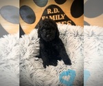 Small #4 Poodle (Standard)