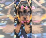 Small Photo #3 Yorkshire Terrier Puppy For Sale in AKRON, OH, USA
