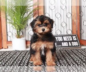 Havanese-Poodle (Toy) Mix Puppy for sale in NAPLES, FL, USA