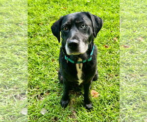 Mutt Dogs for adoption in Mount Pleasant, SC, USA