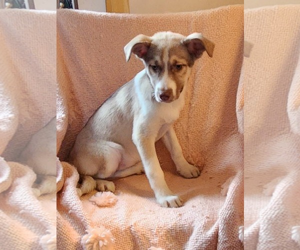 Medium Photo #1 Labsky Puppy For Sale in SHERBURNE, NY, USA