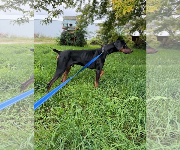 Medium Photo #3 Doberman Pinscher Puppy For Sale in Buffalo, MN, USA