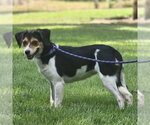 Small Photo #2 Beagle Puppy For Sale in Yardley, PA, USA
