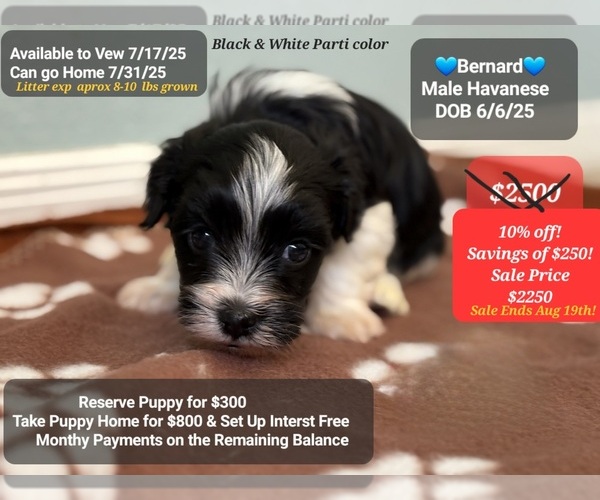Medium Photo #1 Havanese Puppy For Sale in TUCSON, AZ, USA