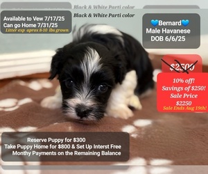 Havanese Puppy for sale in TUCSON, AZ, USA