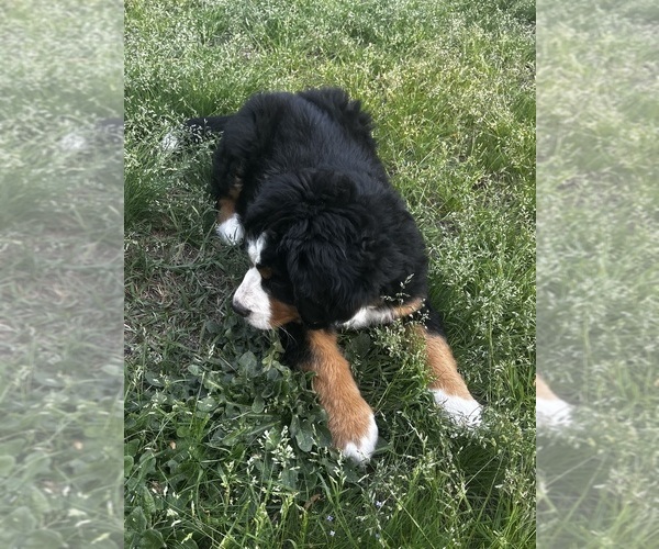 Medium Photo #6 Bernese Mountain Dog Puppy For Sale in MIDDLESEX, NC, USA