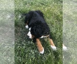 Small #5 Bernese Mountain Dog