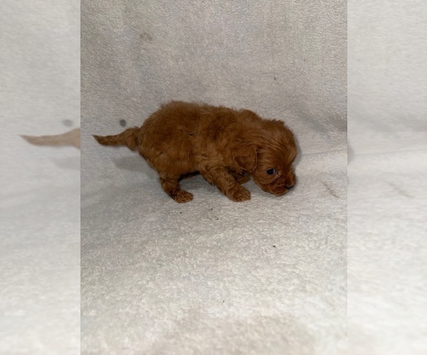 Medium Photo #5 Cavapoo (Miniature) Puppy For Sale in MUNFORDVILLE, KY, USA