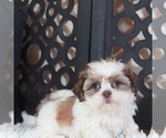 Small #4 Shih Tzu