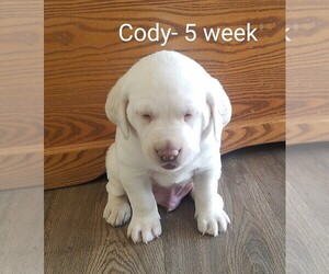 Labrador Retriever Puppy for sale in CATO, NY, USA