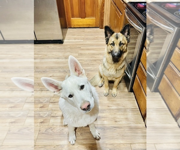 Medium Photo #7 German Shepherd Dog Puppy For Sale in TOLEDO, IL, USA