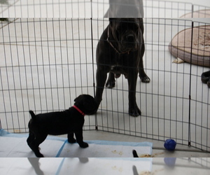 Cane Corso Puppy for sale in LAKEVIEW, CA, USA