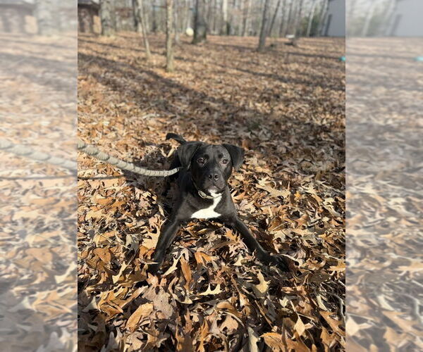 Medium Photo #4 Labrador Retriever-Unknown Mix Puppy For Sale in Boston, MA, USA