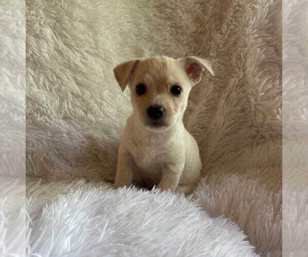 Medium Photo #1 Chihuahua-Unknown Mix Puppy For Sale in Chico, CA, USA