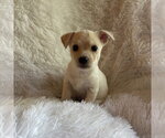 Small Chihuahua Mix