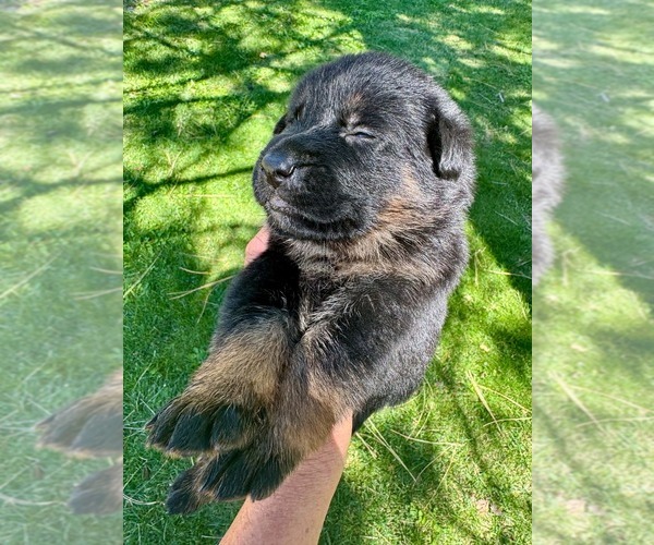 Medium Photo #31 German Shepherd Dog Puppy For Sale in MARIPOSA, CA, USA