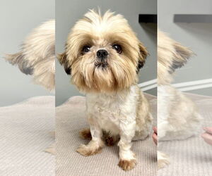 Shih Tzu Dogs for adoption in Mount Airy, NC, USA