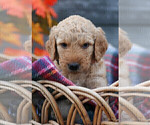 Small Photo #2 Goldendoodle Puppy For Sale in FREDONIA, KY, USA