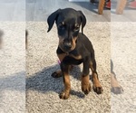 Small #2 Doberman Pinscher