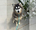 Small #1 Huskies  Mix