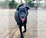 Small #1 Labrador Retriever Mix