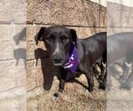 Small Labrador Retriever