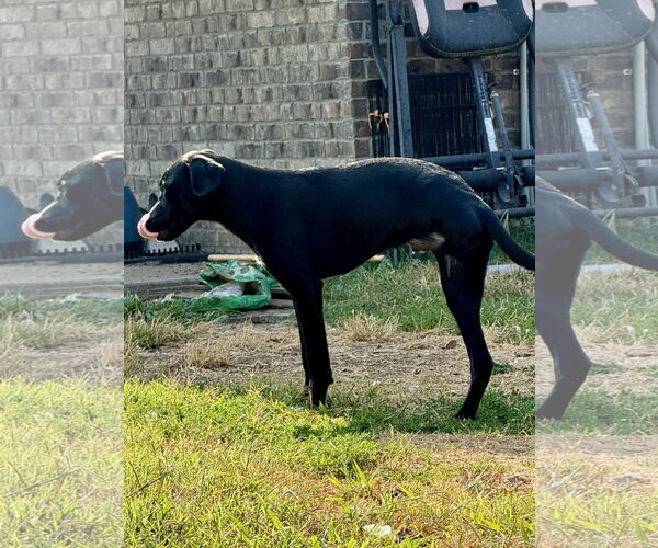 Medium Photo #5 Labrador Retriever-Unknown Mix Puppy For Sale in Wakefield, RI, USA