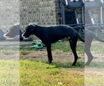 Small #4 Labrador Retriever Mix