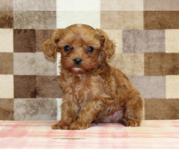 Medium Photo #1 Cavapoo (Miniature) Puppy For Sale in DENVER, PA, USA