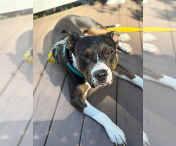 Medium Photo #2 Mutt Puppy For Sale in Woodbury, NY, USA