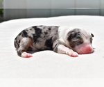 Small #2 Miniature Australian Shepherd