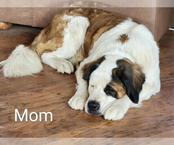 View Ad Great PyreneesSaint Bernard Mix Puppy for Sale near Colorado