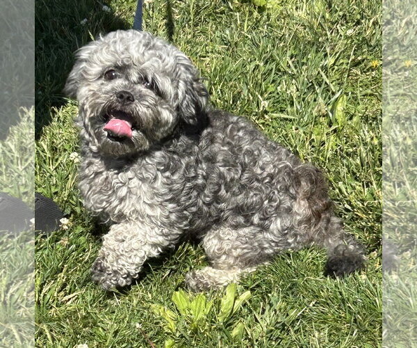 Medium Photo #1 Shih Tzu-Unknown Mix Puppy For Sale in Batavia, OH, USA