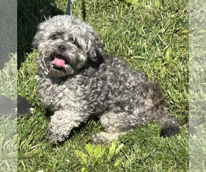 Shih Tzu-Unknown Mix Dogs for adoption in Batavia, OH, USA
