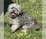 Small Shih Tzu Mix