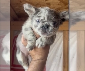 English Bulldog Puppy for sale in SAINT LOUIS, MO, USA