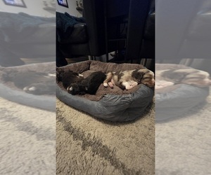 Miniature Australian Shepherd Litter for sale in MOUNT JULIET, TN, USA