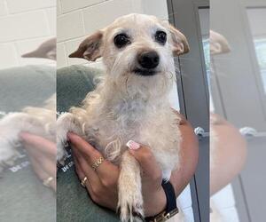 Chihuahua-Unknown Mix Dogs for adoption in Salisbury, NC, USA