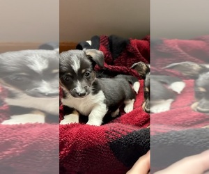 Dorgi Puppy for sale in LIBERTY TWP, OH, USA