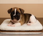 Small #8 French Bulldog