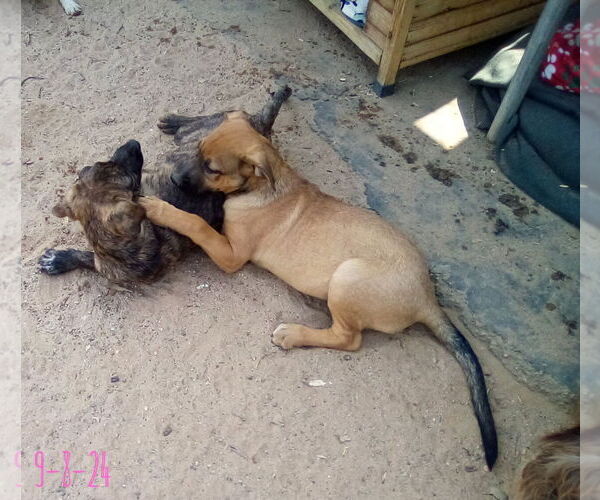 Medium Photo #4 Mutt Puppy For Sale in Apple Valley, CA, USA